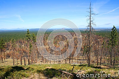 Devastation and Recovery Stock Photo
