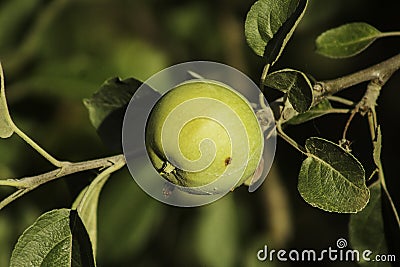 A developing green apple on the tree with a small brown blemish Stock Photo
