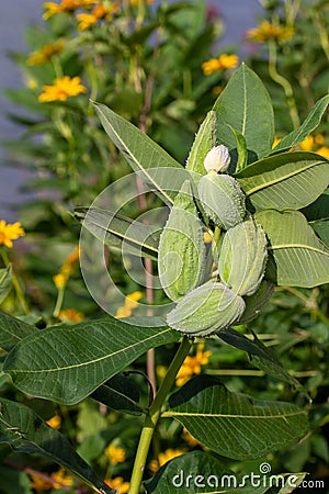 Developing green milkweed seed pods Stock Photo