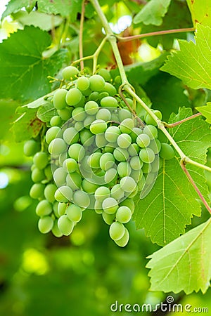 Developing green not mature grapes hanging down from a vine Stock Photo