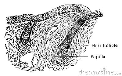 Developing Skin Showing Hair Follicles, vintage illustration Vector Illustration