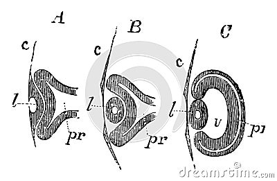 Development of the Primary Optic Vesicle in a Chick, vintage illustration Vector Illustration