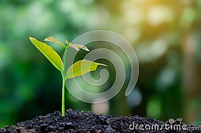 Development of seedling growth Planting seedlings young plant in the morning light on nature background Stock Photo