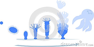 Developmental stages of jellyfish life cycle Stock Photo