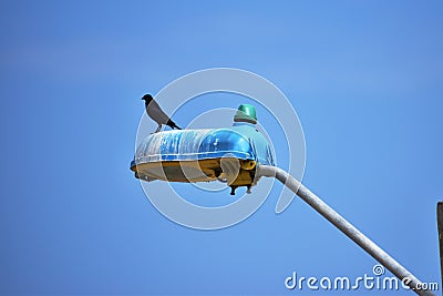 In the devil crow. Relax and Strive. In the street relaxing. Stock Photo