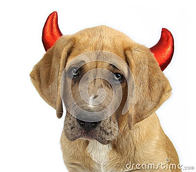 Devil Dog Stock Photo