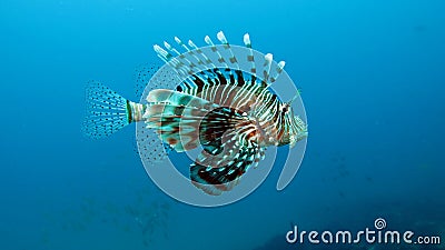 Devil Firefish Stock Photo