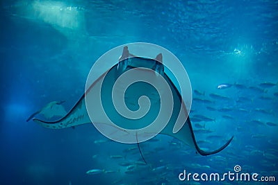 Devil fish Mobula mobular Stock Photo