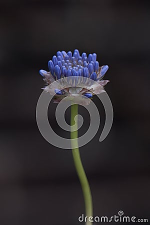 Devil`s-bit scabious, Succisa pratensis, close-up budding flower Stock Photo