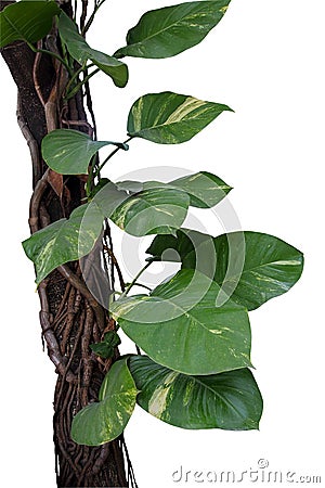 Devil`s ivy or Golden pothos growing in wild, big jungle vines a Stock Photo