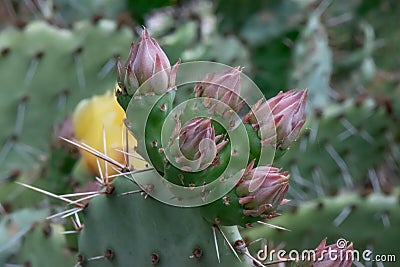 Devil’s-tongue, Opuntia humifusa, close-up buds Stock Photo