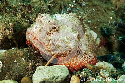 Devil scorpionfish in Ambon, Maluku, Indonesia underwater photo Stock Photo