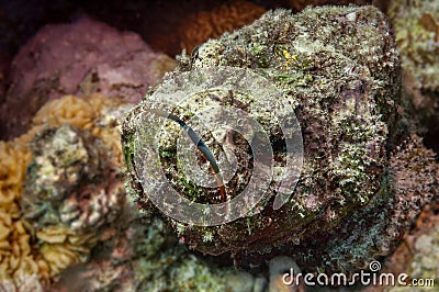 Devil scorpionfish danger Stock Photo