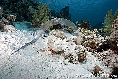 Devil scorpionfish in the Red Sea Stock Photo