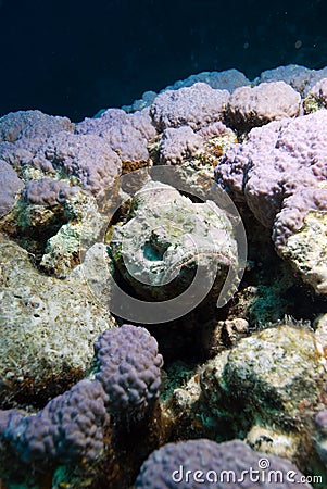 Devil scorpionfish (Scorpaenopsis diabola) Stock Photo