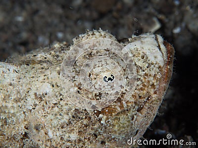 Devil scorpionfish, Scorpaenopsis diabolus Stock Photo