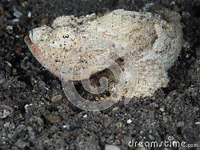 Devil scorpionfish, Scorpaenopsis diabolus Stock Photo