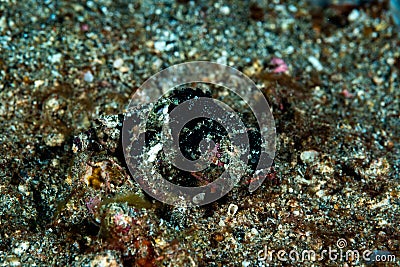 Devil scorpionfish, Scorpaenopsis diabolus Stock Photo