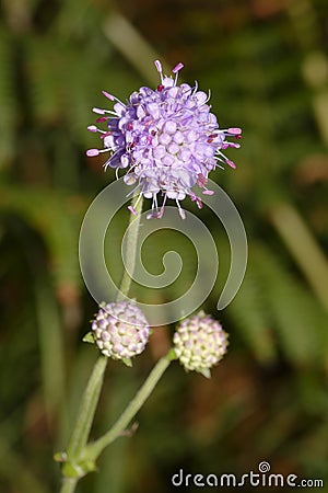 Devils-bit Scabious Stock Photo