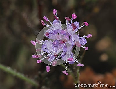 Devils-bit Scabious Stock Photo