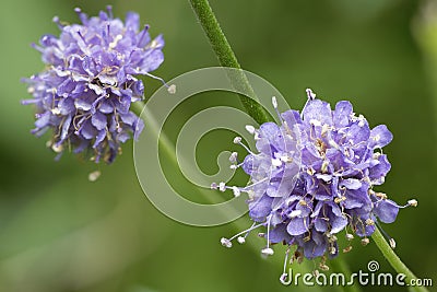 Devils-bit Scabious Stock Photo