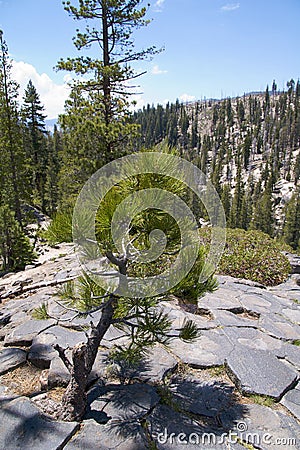 Devils Postpile Stock Photo