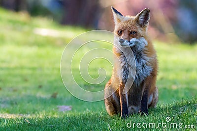 Devious Fox Stock Photo