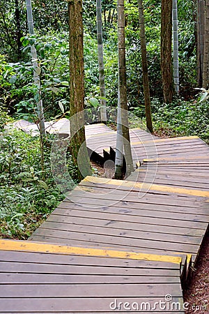 Devious path in forest Stock Photo