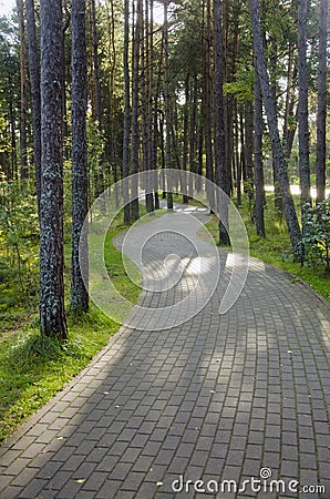 Devious paved path tiles in pine forest. Stock Photo