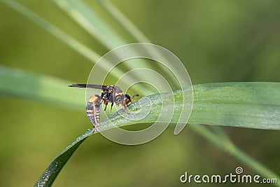 Devious Sand Wasp Drinking Morning Dew Stock Photo