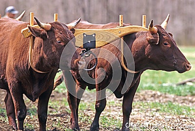 two yoke Devon Oxen in Spring Stock Photo