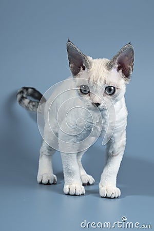 Devon Rex Stock Photo