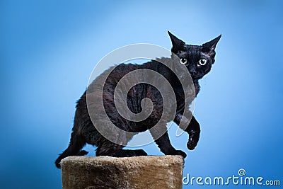 Devon rex cat Stock Photo