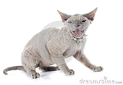 Devon rex Stock Photo