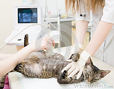 Devon rex Cat Having Ultrasound Scan At Vets Stock Photo