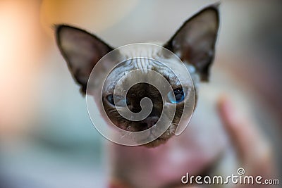 Devon Rex cat Stock Photo