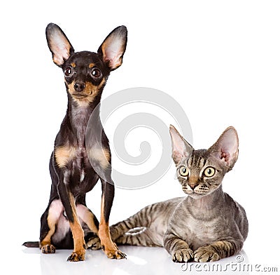 Devon rex cat and toy-terrier puppy together. Stock Photo