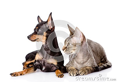 Devon rex cat and toy-terrier puppy together. look Stock Photo