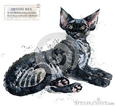 Devon Rex cat watercolor home pet illustration. Cats breeds series. domestic animal. Cartoon Illustration