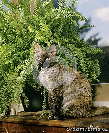 Devon Rex Domestic Cat with House Plant Stock Photo