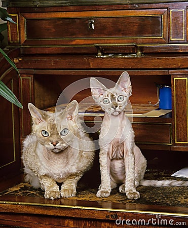Devon Rex Domestic Cat, Mother with Kitten Stock Photo