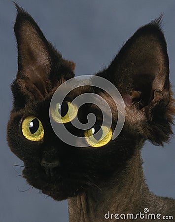 Devon Rex Domestic Cat, Portrait, Digital Composite Stock Photo