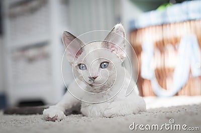 Devon rex kitten Stock Photo