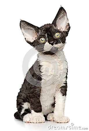 Devon rex kitten on white background Stock Photo