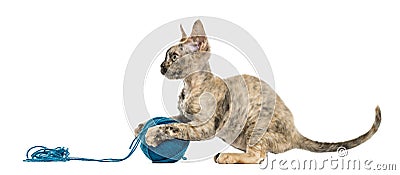 Devon rex playing with a wool ball isolated on white Stock Photo