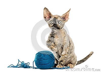 Devon rex playing with a wool ball isolated on white Stock Photo