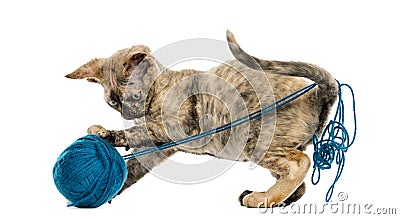 Devon rex playing with a wool ball isolated on white Stock Photo
