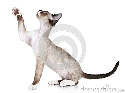Devon Rex pulls paw upward on a white background Stock Photo
