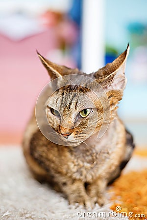 Devon Rex purebred domestic cat Stock Photo