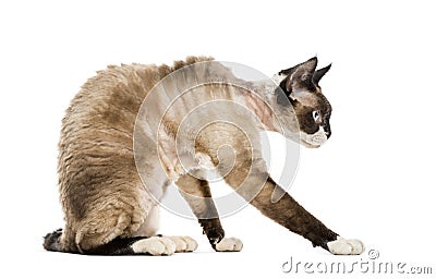 Devon rex sitting and playing Stock Photo